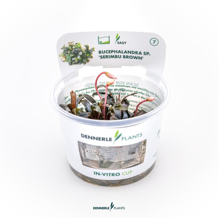 Dennerle Bucephalandra spec Serimbu Brown In-Vitro - imagine 4